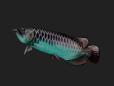 Arowana Low-poly 3D model