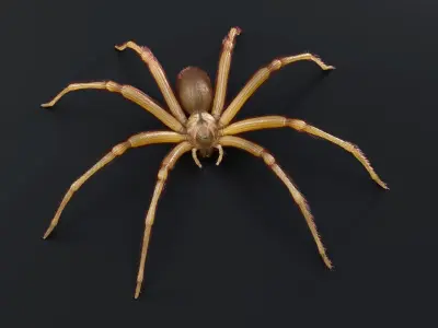 Brown Recluse Spider Low-poly 3D model