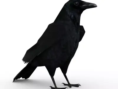 Carrion Crow Animated Low-poly 3D model