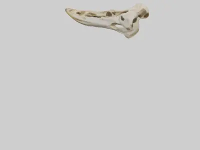 Giraffe Jawbone Low-poly 3D model