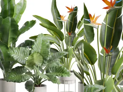 Indoor Plants Pack 103 3D model