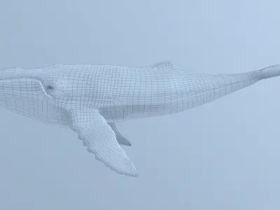 Humpback Whale - Megaptera Novaeangliae 3D model