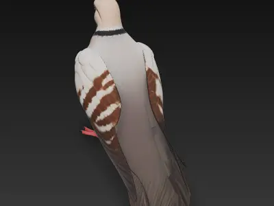 Dove Realistic 3D Model Basic - Low Poly Realistic Low-poly 3D model