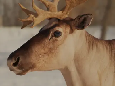 reindeer Zbrush 3D model