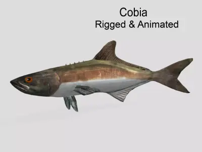Cobia Realistic Animated Low-poly 3D model