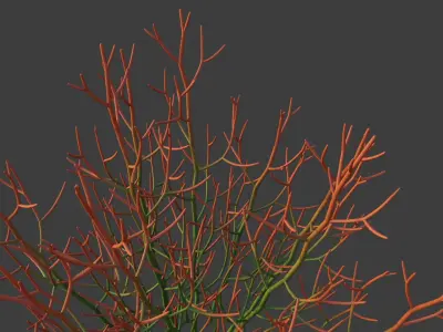 XfrogPlants Sticks on Fire - Euphoriba Tirucalli 3D model