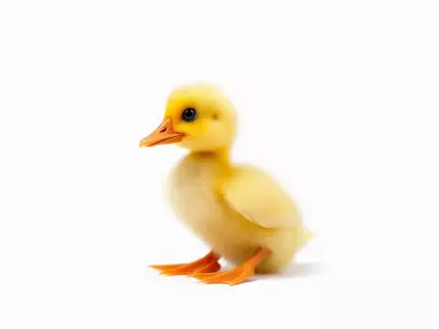 Cute Duckling model pack Low-poly 3D model