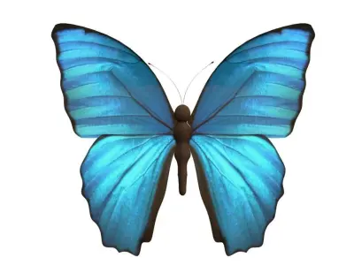Butterfly Low-poly 3D model
