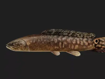 Bowfin Low-poly 3D model