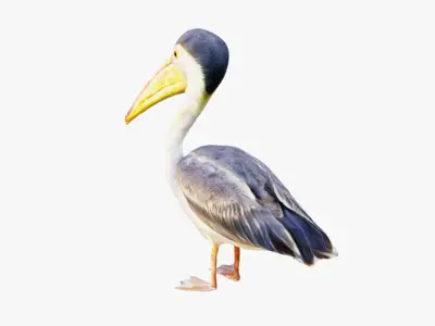 Pelican Free 3D model
