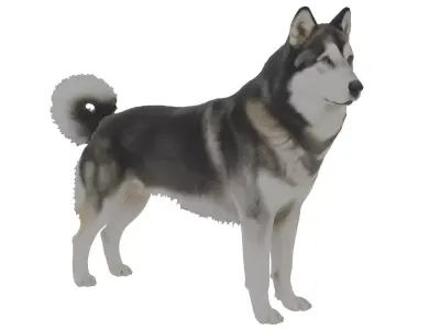 Alaskan Malamute Dog Low-poly 3D model