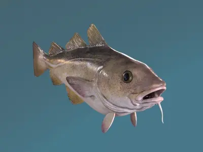 Cod Fish Low-poly 3D model