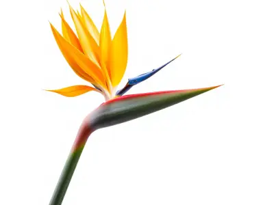 Exotic Bird of Paradise Flower Model Pack Low-poly 3D model