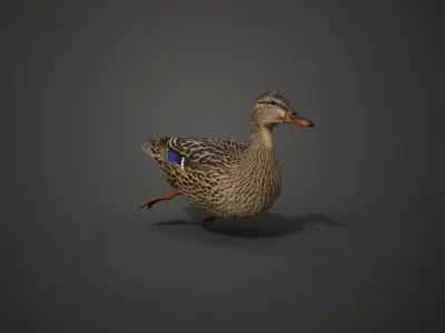 Mallard Female Animated VFX Grace 3D model