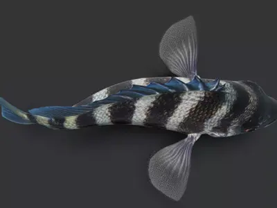 Sheepshead fish Animated 3D model
