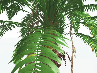 EVERYPlant African Oil Palm 1 --16 Models-- 3D model