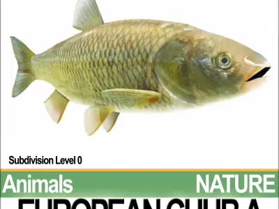 European Chub A 3D model