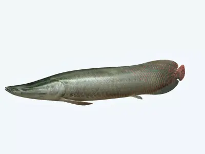 Arapaima Fish 3D model