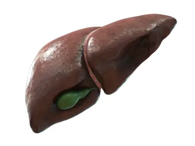 Liver 3D model purchase