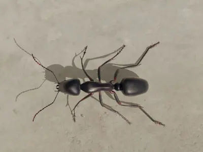 Ant 3D model rigged animated Low-poly 3D model