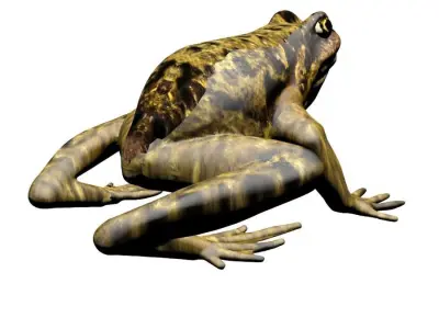 Frog 3D model 3D model