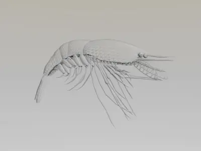 SHRIMP LOW POLY 3D model