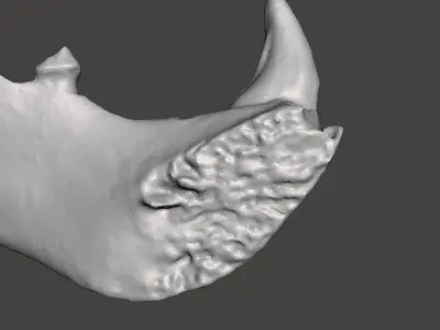 Himalayan brown bear mandible 3D model
