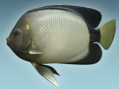 Angle Fish 15 3D model