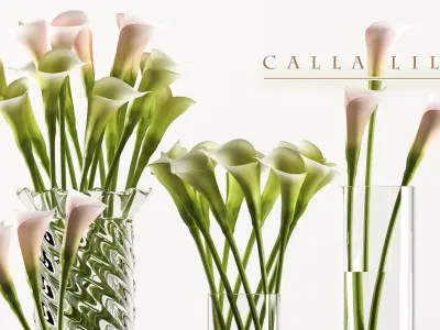 callalilly 3 calla lilies in glass vases 3D model