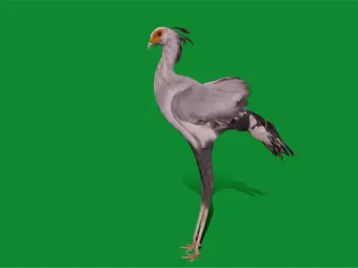 Secretary Bird Free 3D model