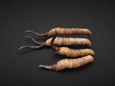 insect Low-poly 3D model