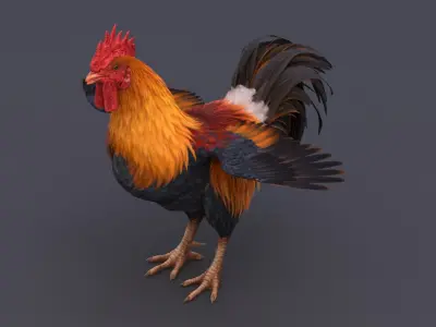 Rooster 3D model 4