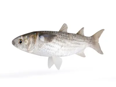Fish Mullet 3D model