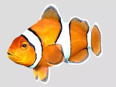 Clownfish Tropical Fish Low-poly 3D model