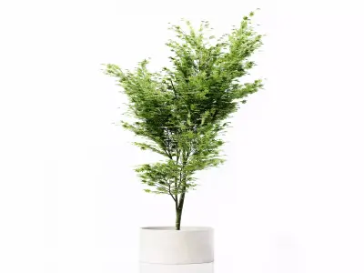 Collection Indoor Plants 036 Free low-poly 3D model