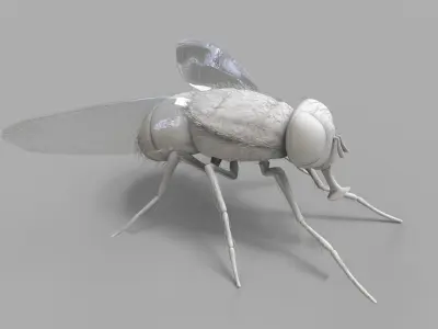 Insect Fly 3D model