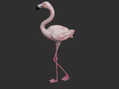 Flamingo 3D model