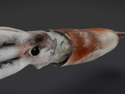 Realistic Flying Squid Animated 3D model
