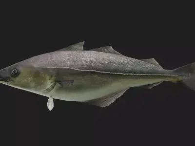 Cod fish Low-poly 3D model