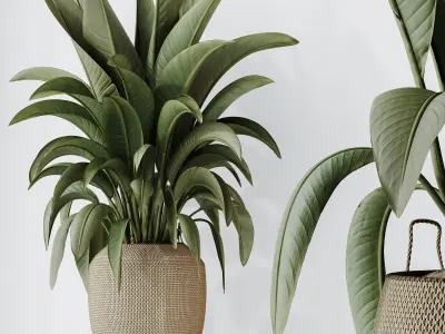 Plants Ravenala Banana Strelitzia Nicolai Bird Of Paradise Set05 3D model