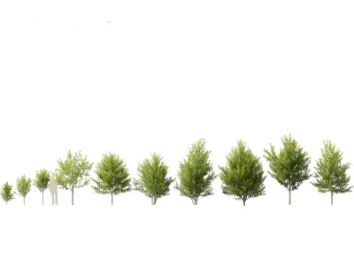 Prunus virginiana - Chokecherry 01 3D model