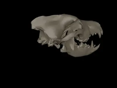 Dire Wolf Skull 3D model