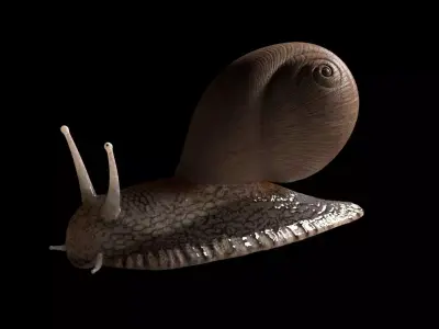 Snail insect Low-poly 3D model