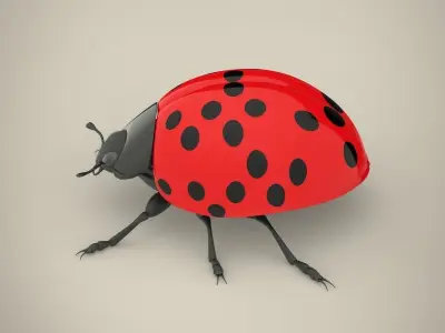 Ladybird ladybug 3D model