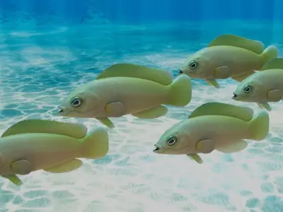 Yellow Dottyback Fish 3D model