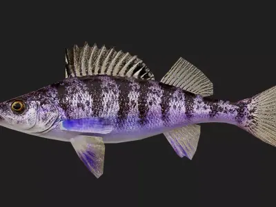 Panfish Low-poly 3D model