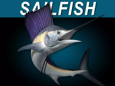Sailfish 3D model