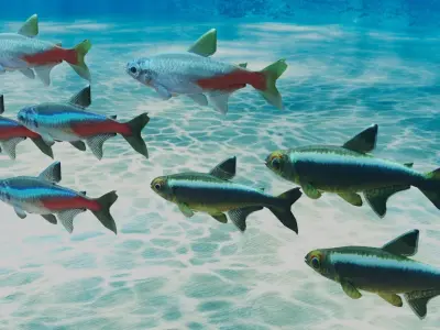 Neon Tetra Fish 3D model