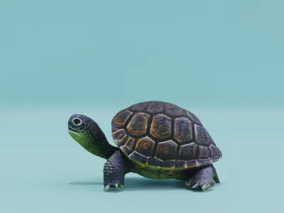 Turtle in Shell Free low-poly 3D model