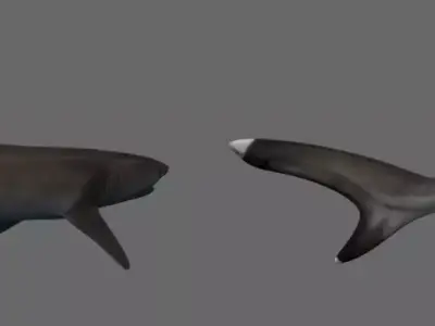 Whitetip Reef Shark Low-poly 3D model
